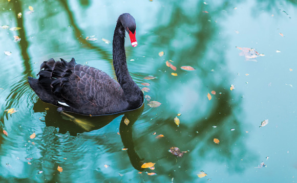 black-swan-shutterstock