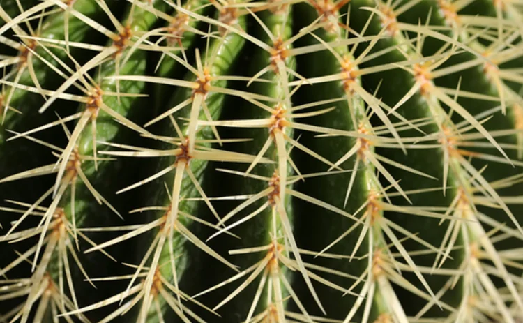 cactus