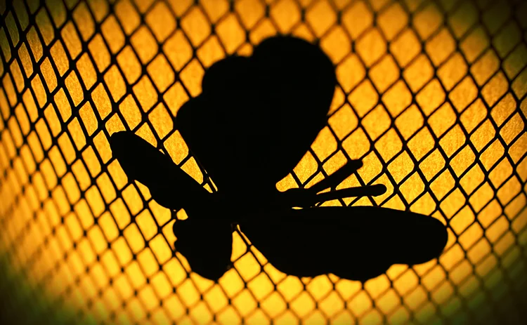 Butterfly caught in net